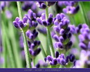اسطوخودوس انگلیسی